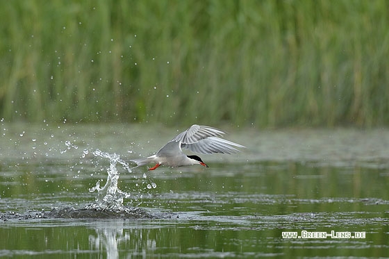 Flussseeschwalbe - Copyright Stefan Pfützke