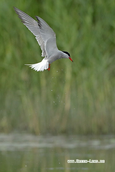 Flussseeschwalbe - Copyright Stefan Pfützke