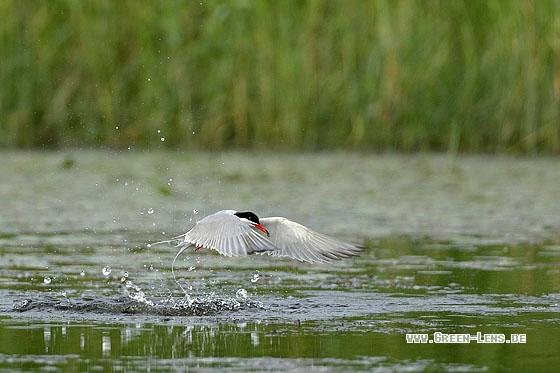 Flussseeschwalbe - Copyright Stefan Pfützke