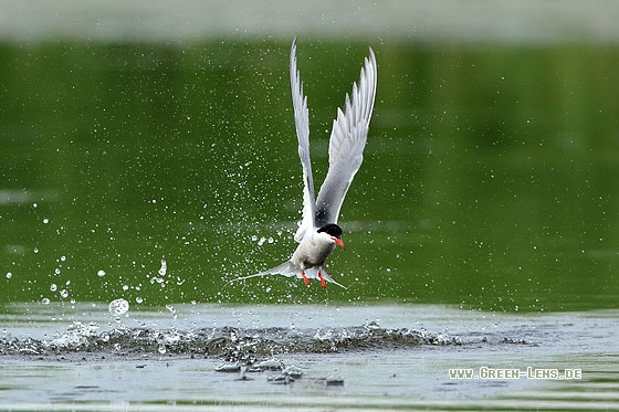 Flussseeschwalbe - Copyright Stefan Pfützke