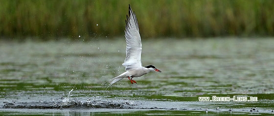 Flussseeschwalbe - Copyright Stefan Pfützke