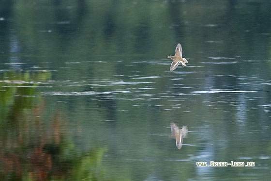 Flussuferläufer - Copyright Stefan Pfützke