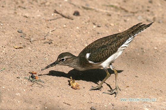 Flussuferläufer - Copyright Stefan Pfützke