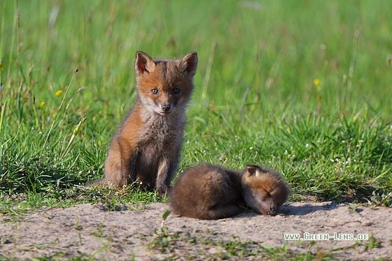 Rotfuchs - Copyright Stefan Pfützke