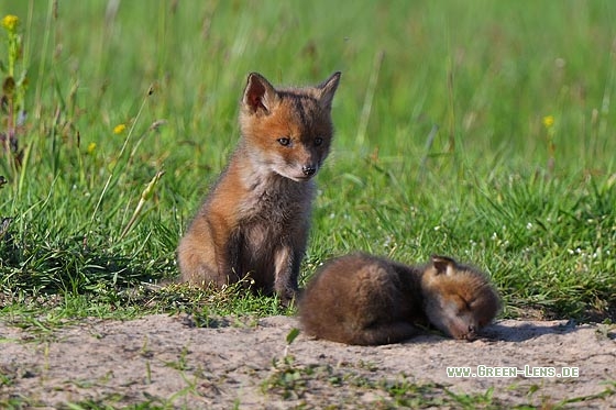 Rotfuchs - Copyright Stefan Pfützke