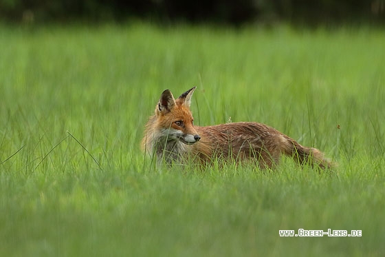 Rotfuchs - Copyright Stefan Pfützke