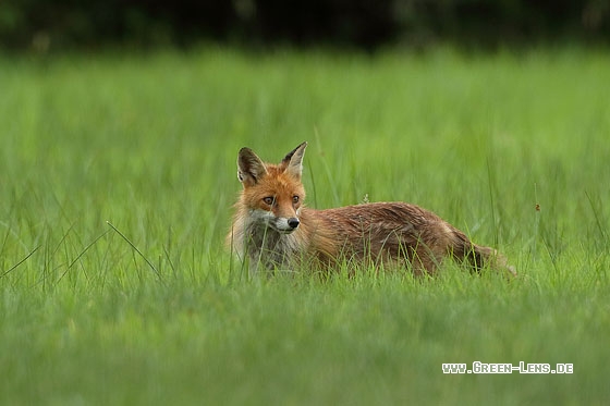 Rotfuchs - Copyright Stefan Pfützke