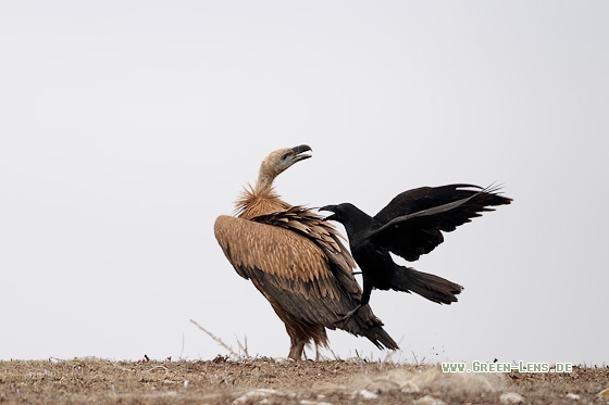 Gänsegeier - Copyright Stefan Pfützke