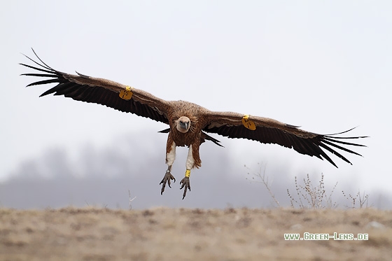 Gänsegeier - Copyright Stefan Pfützke