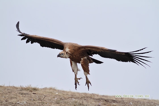 Gänsegeier - Copyright Stefan Pfützke