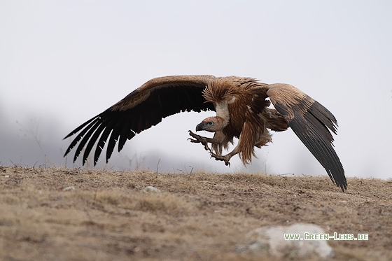 Gänsegeier - Copyright Stefan Pfützke