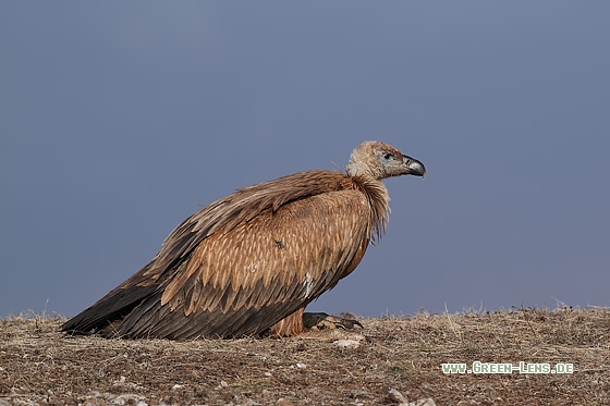 Gänsegeier - Copyright Stefan Pfützke