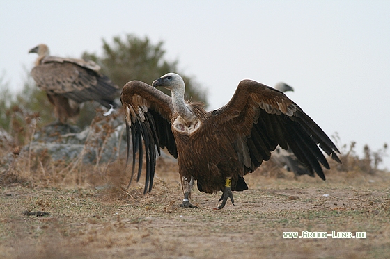 Gänsegeier - Copyright Stefan Pfützke