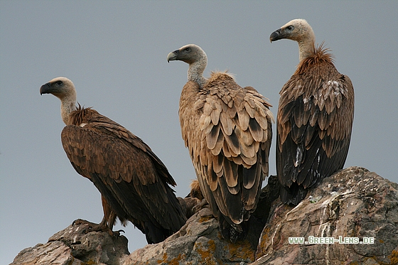 Gänsegeier - Copyright Stefan Pfützke