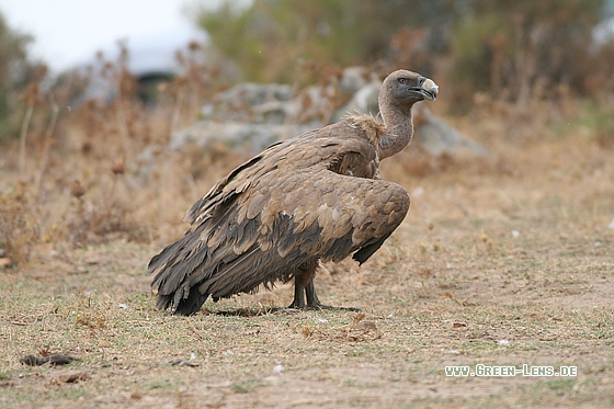 Gänsegeier - Copyright Stefan Pfützke