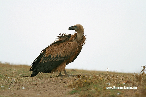 Gänsegeier - Copyright Stefan Pfützke