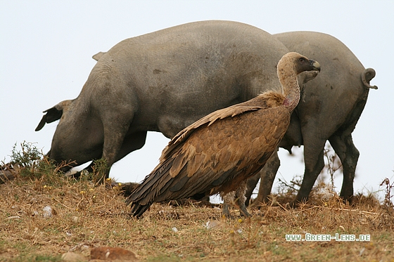 Gänsegeier - Copyright Stefan Pfützke