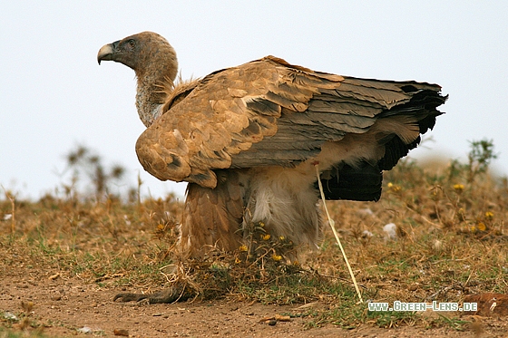 Gänsegeier - Copyright Stefan Pfützke