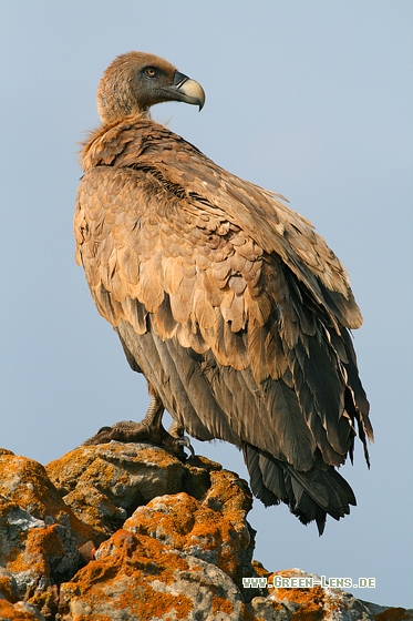 Gänsegeier - Copyright Stefan Pfützke