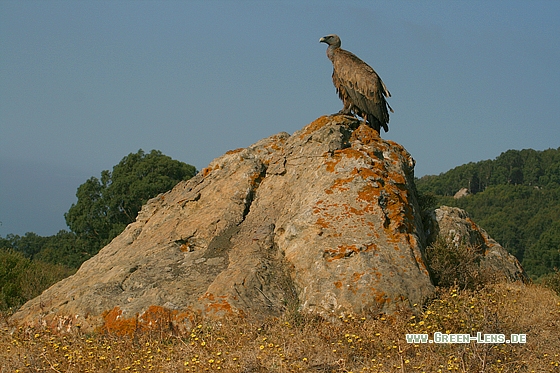 Gänsegeier - Copyright Stefan Pfützke