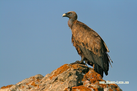 Gänsegeier - Copyright Stefan Pfützke