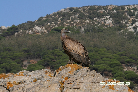 Gänsegeier - Copyright Stefan Pfützke