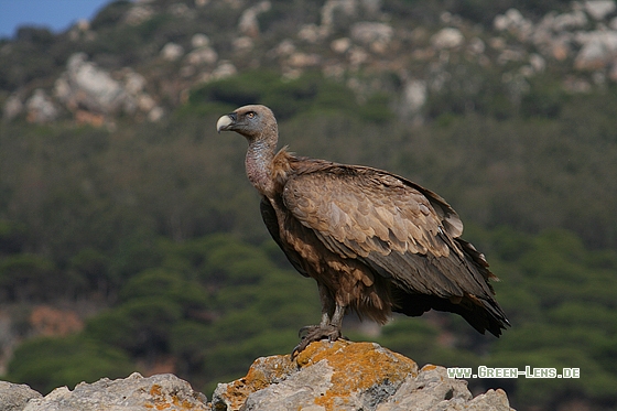 Gänsegeier - Copyright Stefan Pfützke