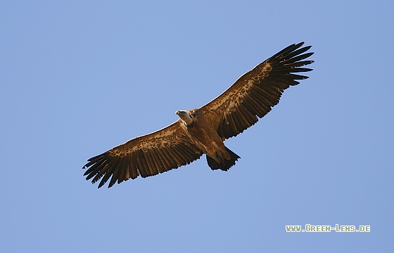 Gänsegeier - Copyright Stefan Pfützke