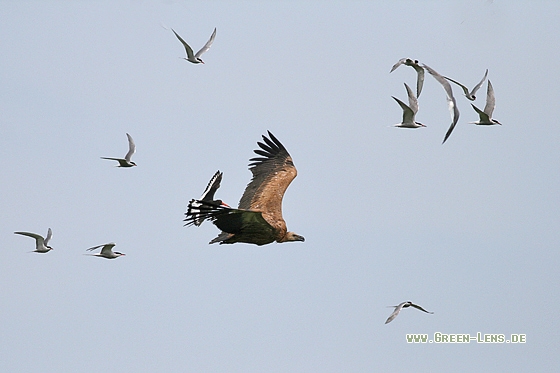 Gänsegeier - Copyright Stefan Pfützke