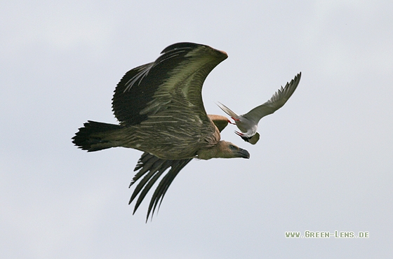 Gänsegeier - Copyright Stefan Pfützke