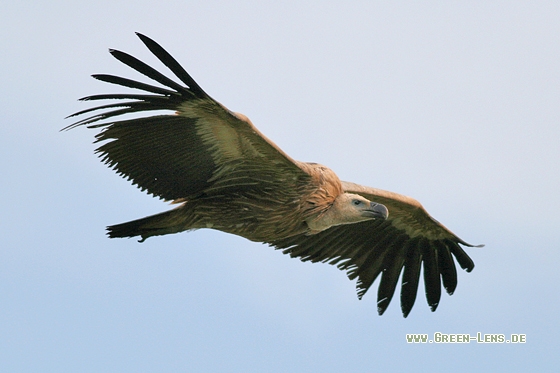 Gänsegeier - Copyright Stefan Pfützke