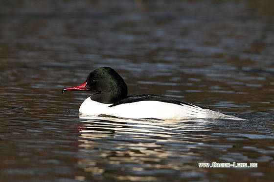 Gänsesäger - Copyright Stefan Pfützke