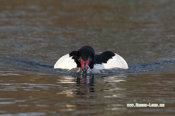 Gänsesäger - Copyright Stefan Pfützke