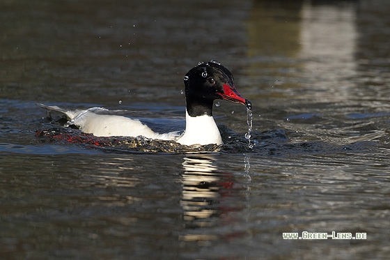 Gänsesäger - Copyright Stefan Pfützke