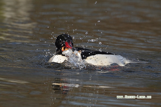 Gänsesäger - Copyright Stefan Pfützke