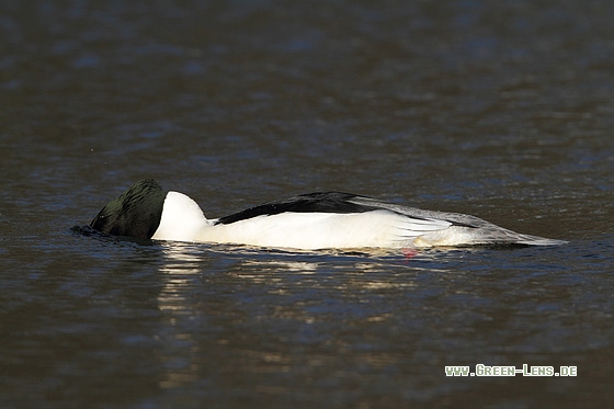 Gänsesäger - Copyright Stefan Pfützke