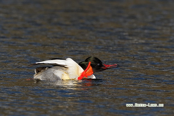 Gänsesäger - Copyright Stefan Pfützke