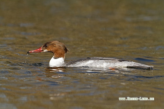 Gänsesäger - Copyright Stefan Pfützke