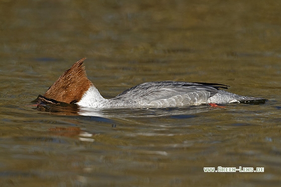 Gänsesäger - Copyright Stefan Pfützke