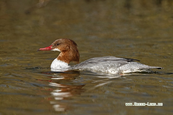 Gänsesäger - Copyright Stefan Pfützke