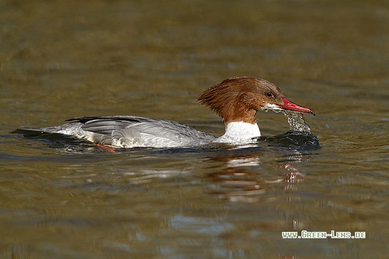 Gänsesäger - Copyright Stefan Pfützke