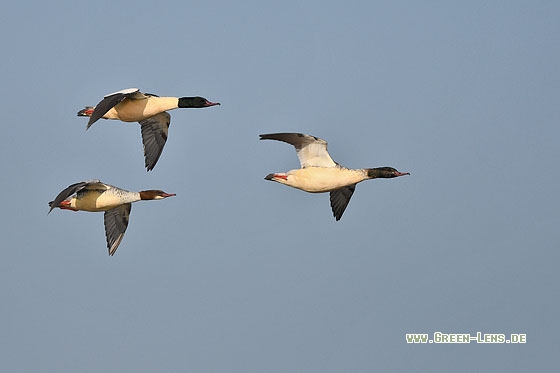 Gänsesäger - Copyright Stefan Pfützke