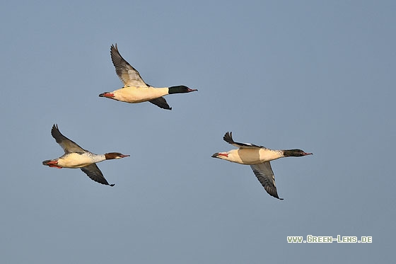 Gänsesäger - Copyright Stefan Pfützke