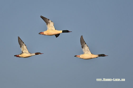 Gänsesäger - Copyright Stefan Pfützke