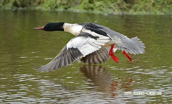 Gänsesäger - Copyright Stefan Pfützke