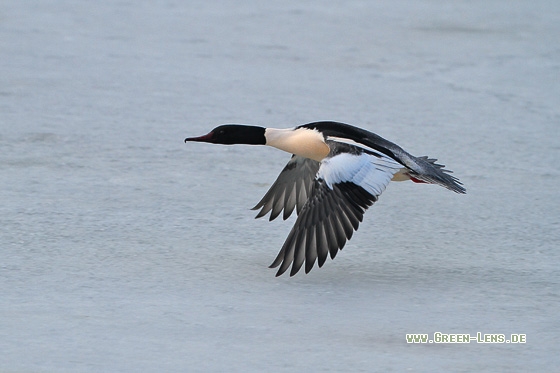 Gänsesäger - Copyright Stefan Pfützke