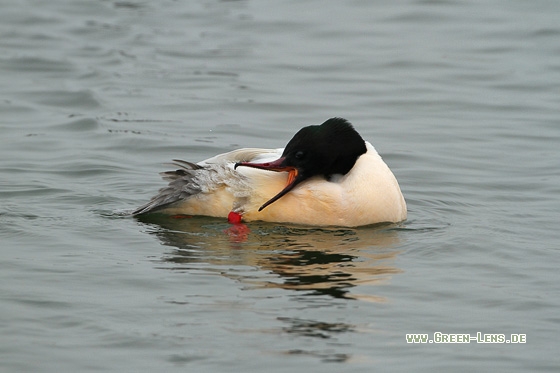 Gänsesäger - Copyright Stefan Pfützke