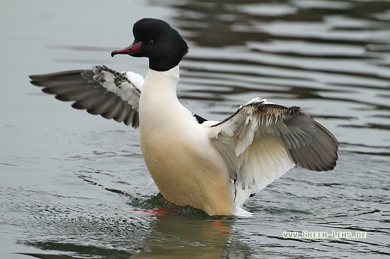 Gänsesäger - Copyright Stefan Pfützke