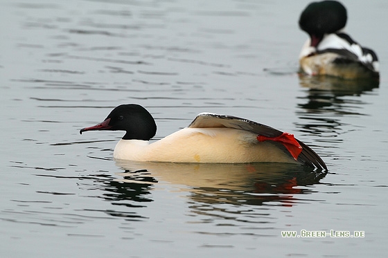 Gänsesäger - Copyright Stefan Pfützke