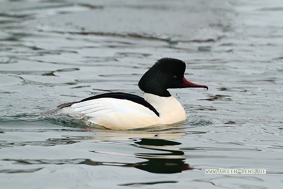 Gänsesäger - Copyright Stefan Pfützke